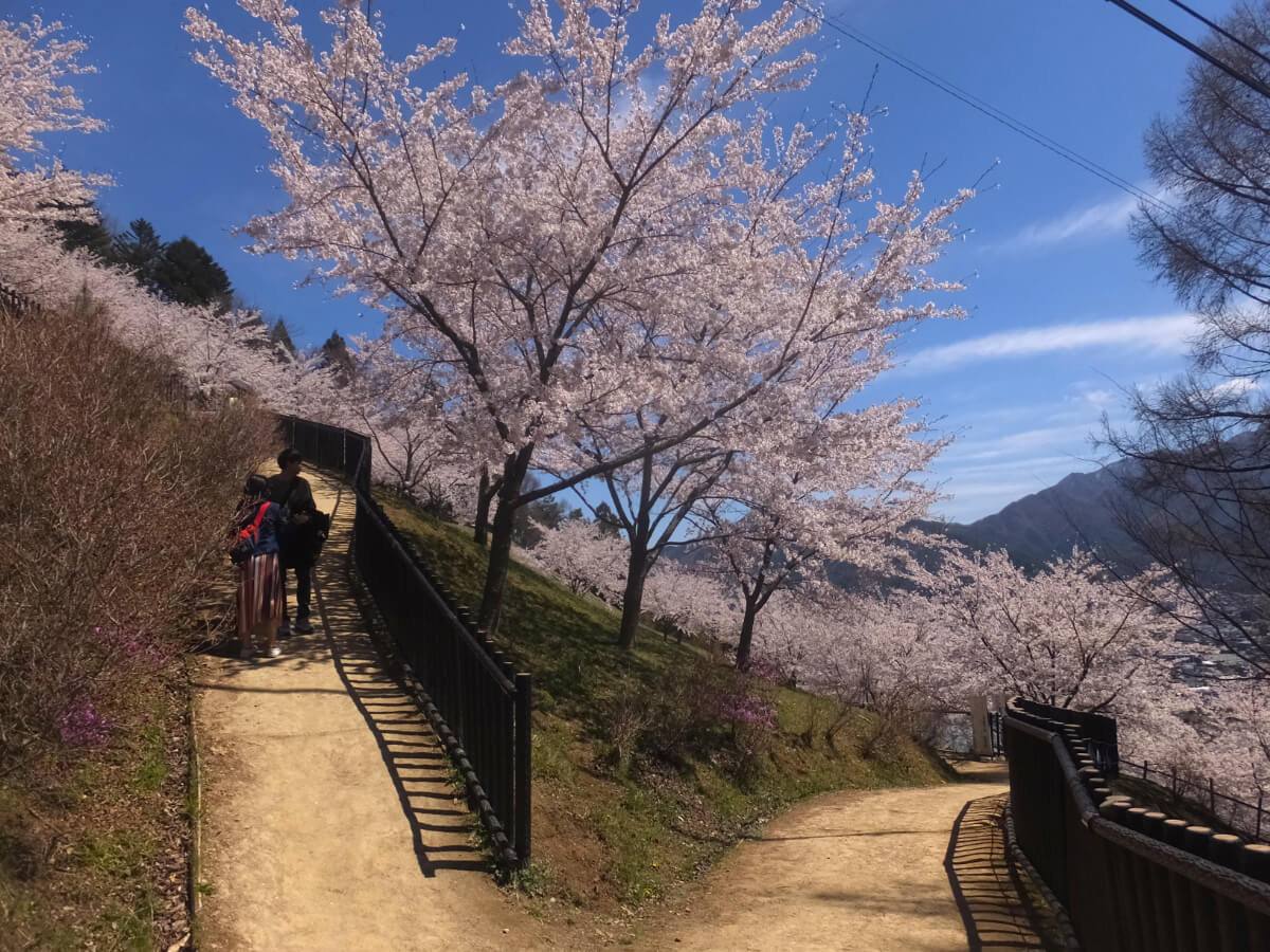 坂道と桜