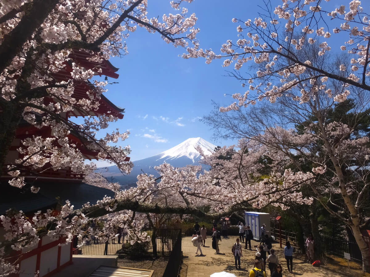 桜と富士山